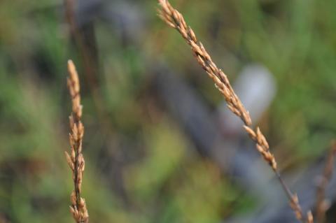 Molinia caerulea 'Strahlenquelle'