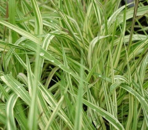 Molinia caerulea 'Variegata'