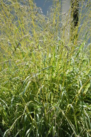 Molinia caerulea 'Variegata'