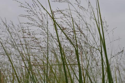 Panicum virgatum 'Cloud Nine'