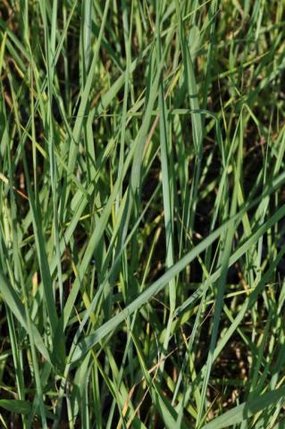 Panicum virgatum 'Cloud Nine'