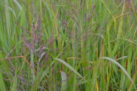 Panicum virgatum 'Dallas Blues'