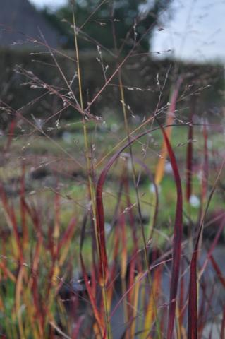 Panicum virgatum 'Farbende Auslese'