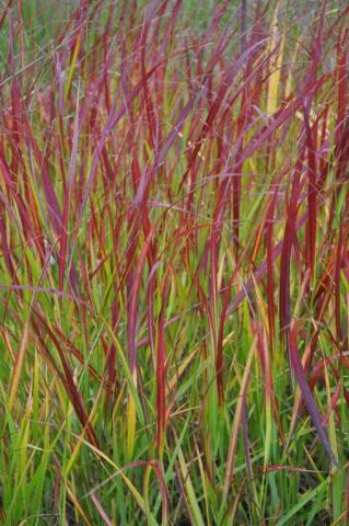 Panicum virgatum 'Hänse Herms'