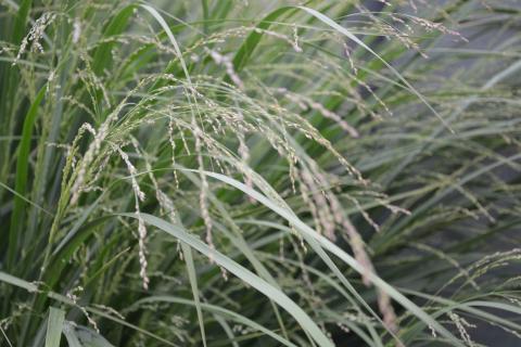 Panicum virgatum 'Heavy Metal'