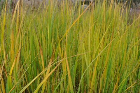 Panicum virgatum 'Northwind'