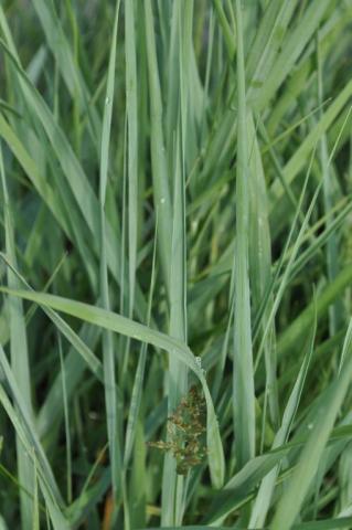 Panicum virgatum 'Prairie Sky'