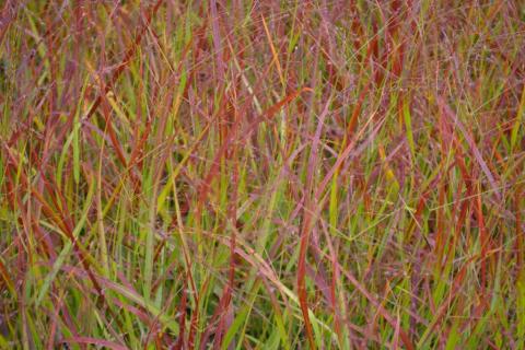 Panicum virgatum 'Rehbraun'