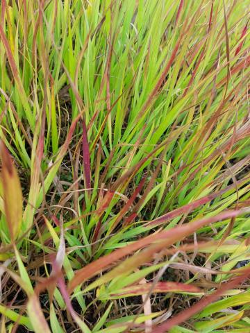 Panicum virgatum 'Sangria'