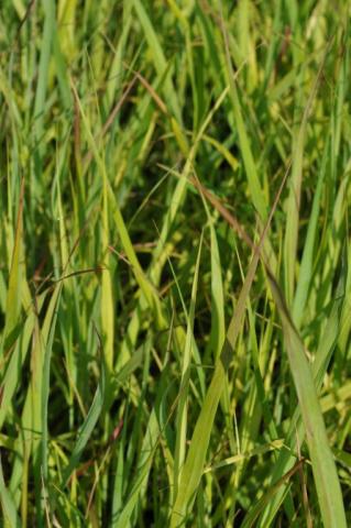 Panicum virgatum 'Shenandoah'