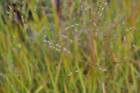 Panicum virgatum 'Shenandoah'