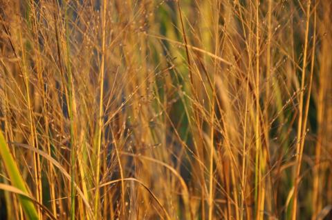 Panicum virgatum 'Thundercloud'