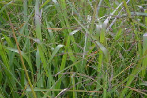 Panicum virgatum 'Warrior'