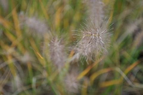 Pennisetum alopecuroïdes 'Gelbstiel'