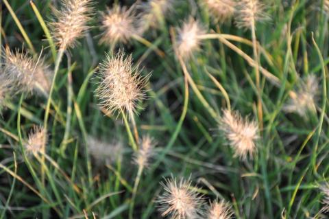 Pennisetum alopecuroïdes 'Hameln'