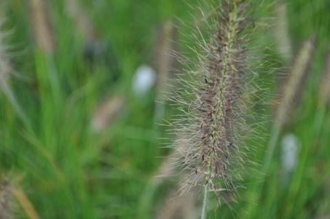 Pennisetum alopecuroïdes 'Herbstzauber'