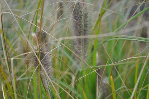 Pennisetum alopecuroïdes 'Japonicum'