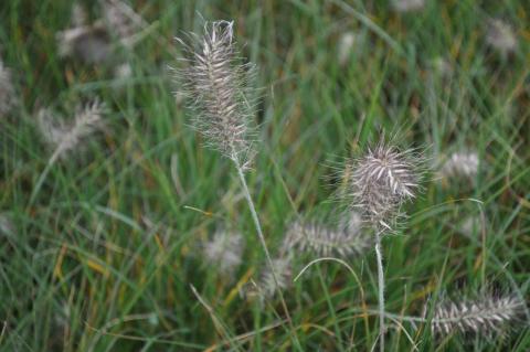 Pennisetum alopecuroïdes 'Little Bunny'