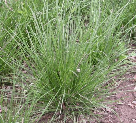 Pennisetum alopecuroïdes 'Little Honey'