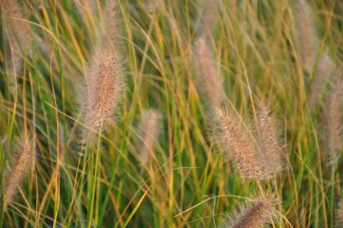 Pennisetum alopecuroïdes 'Magic'