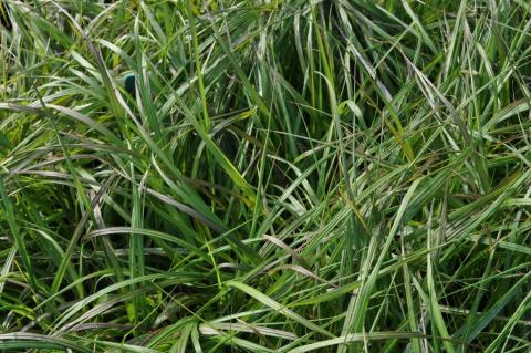 Pennisetum alopecuroïdes 'Moudry'