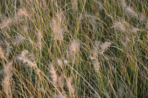 Pennisetum alopecuroïdes 'Piglet'