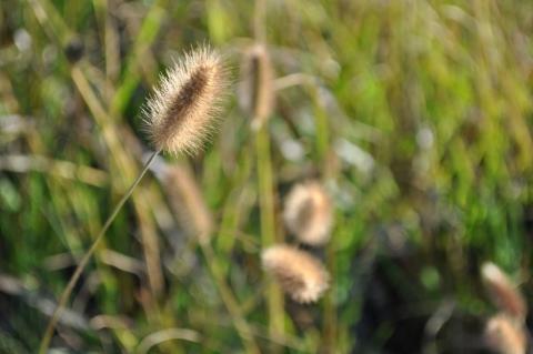 Pennisetum messiacum 'Red Bunny Tails'