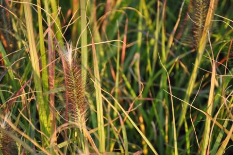 Pennisetum alopecuroïdes 'Red Head'