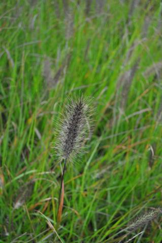 Pennisetum alopecuroïdes f. viridescens