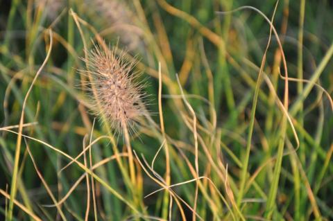 Pennisetum alopecuroïdes 'Woodside'