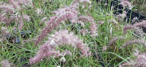 Pennisetum orientale 'Flamingo'