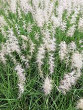 Pennisetum orientale