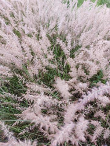 Pennisetum orientale 'Dance With Me' ®