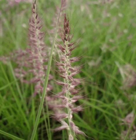 Pennisetum orientale 'Karley Rose' ®