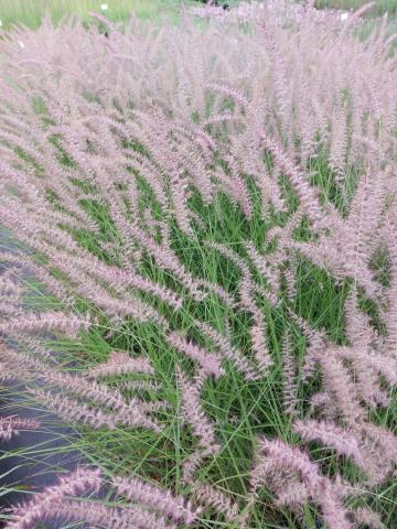 Pennisetum orientale 'Karley Rose' ®