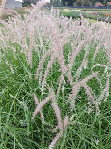 Pennisetum orientale 'Tall Tails'