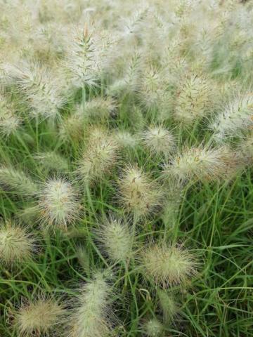 Pennisetum villosum