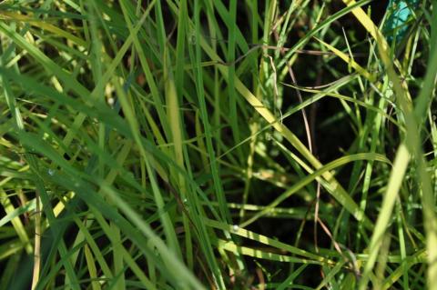 Schizachyrium scoparium