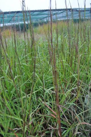 Schizachyrium scoparium 'Cairo'