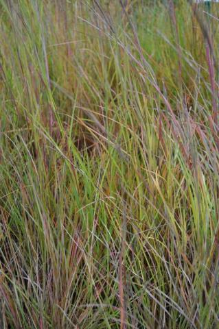 Schizachyrium scoparium 'Prairie Blues'