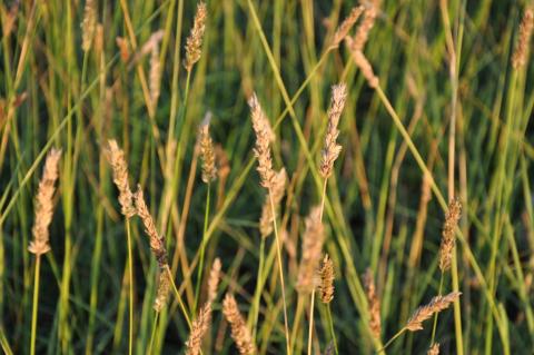 Sesleria argentea