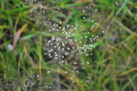 Sporobolus heterolepis 'Cloud'