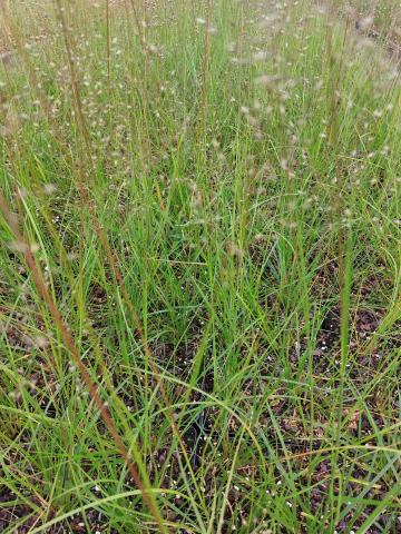 Sporobolus heterolepis 'Cloud'