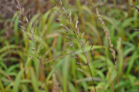 Spodiophogon sibiricus 'West Lake'