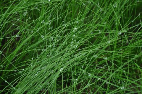 Stipa tenuissima 'Pony Tails'