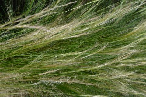 Stipa tenuissima 'Pony Tails'