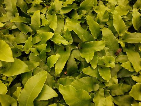 Asplenium scolopendrium