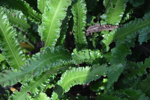 Asplenium scolopendrium 'Angustifolium'