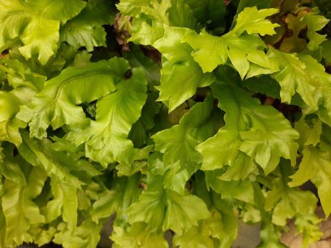 Asplenium scolopendrium 'Cristata'