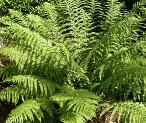 Athyrium filix-femina